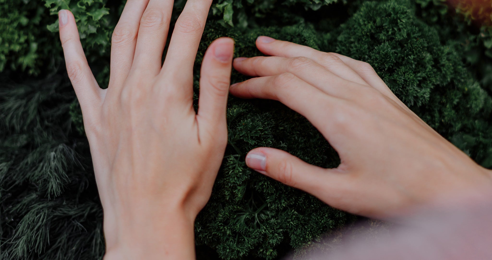 anti-ageing superfood